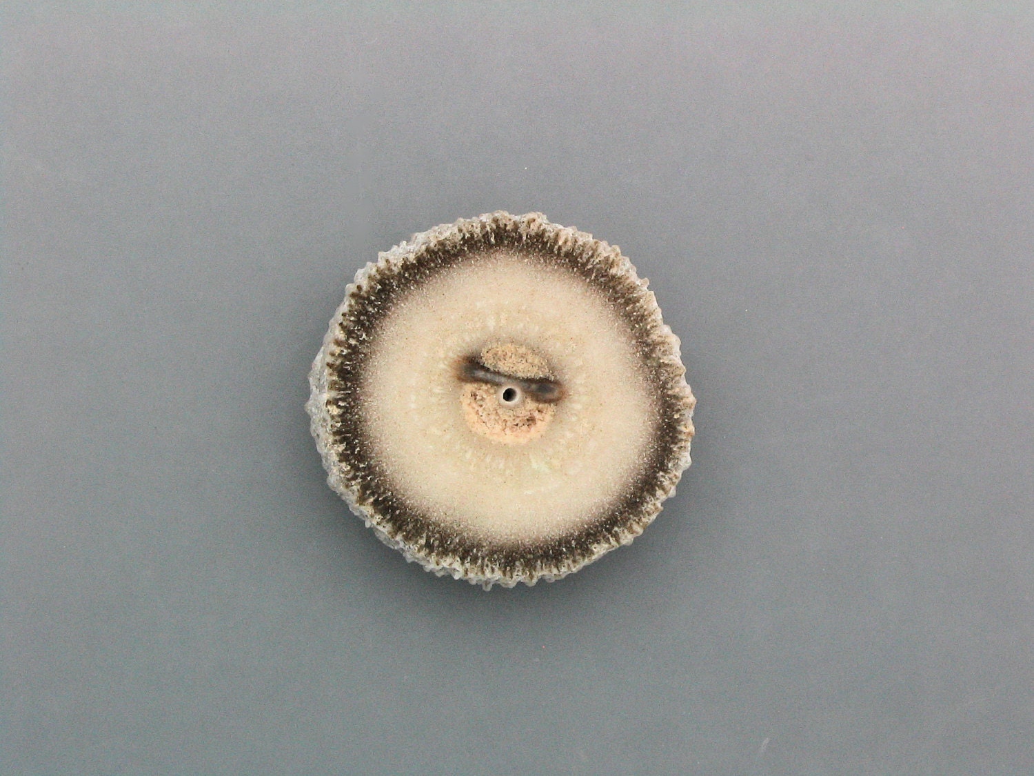 Agate Stalactite Slice