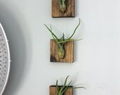 Set of Three Mounted Air Plants // Medusa's Head // Living Art // Uniqe Wall Decor