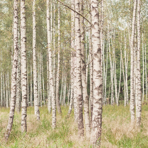Birch Tree photograph - original fine art photography print - tree, green, landscape, dreamy, summer, rusty, woods, nature, natural