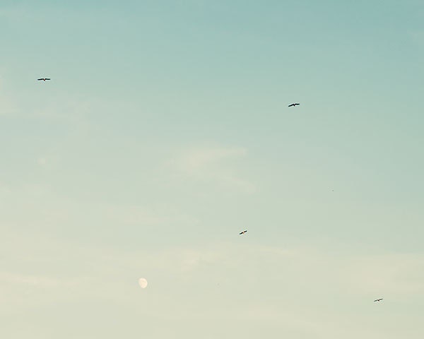 Sky photography the birds and the mood - fine art photography print -  blue aqua mint home decor wall art
