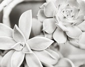 Two Succulents - A 5x7 Black and White Fine Art Photography Print by Little Big Photography