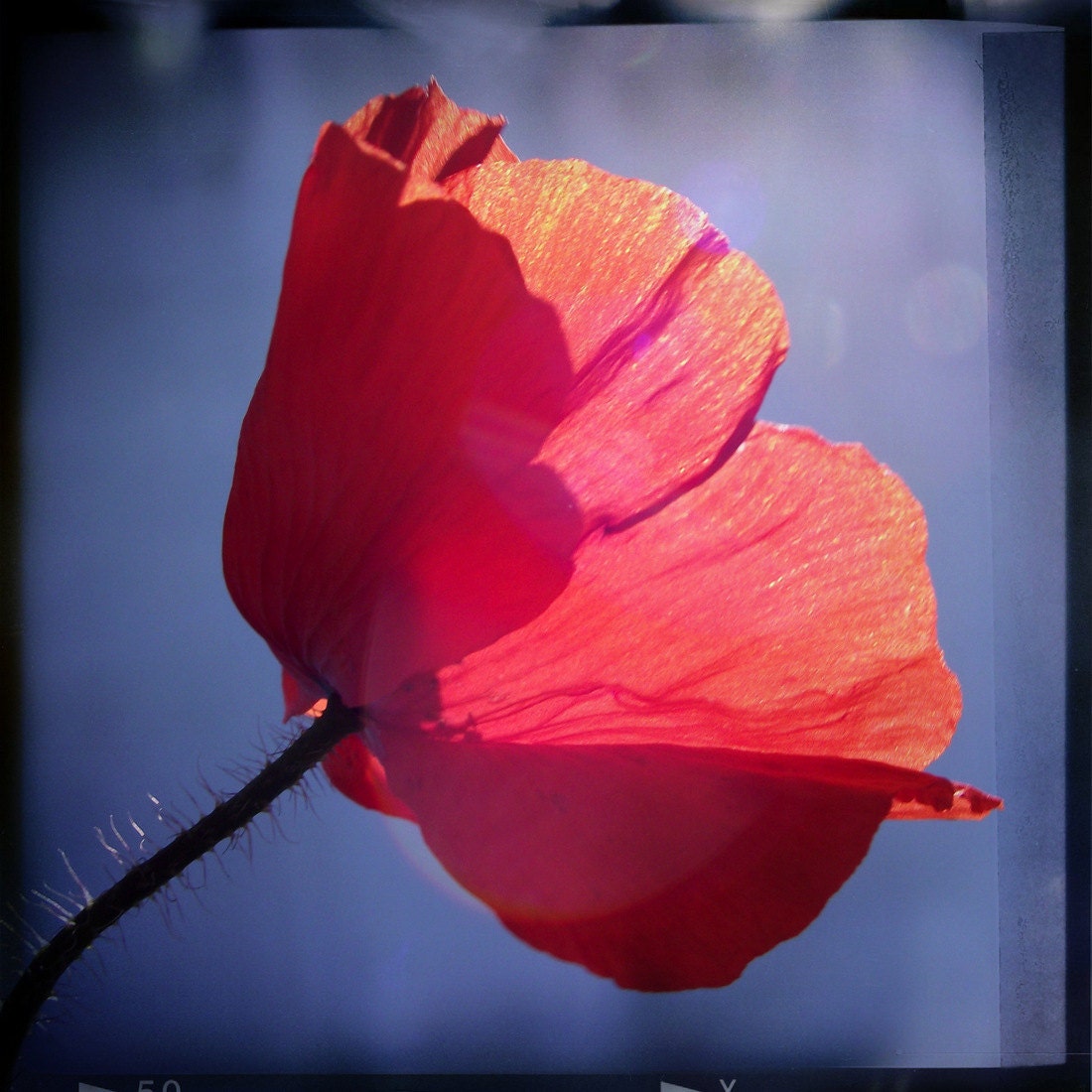 Red Poppy Photography Square 6x6 Print Red Blue Summer Modern Home Decor. Sunshine..