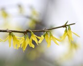 Digital download Spring photo Forsythia flowers bloom yellow grey gray spring photography