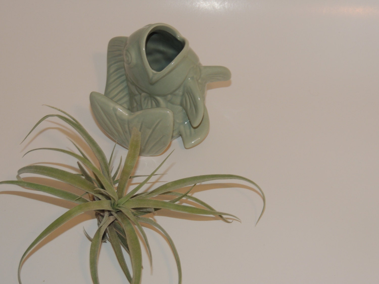 Air plant nestled in sage green fish planter.