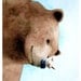 Watercolor Painting Bear and Wren 8x10 inch Signed Fine Art Print - We See Eye to Eye - brown bear and bird, brown and blue nursery art