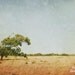 Landscape Photography, Nature Photography, Summer Print, Golden countryside, Wall Decor - Summer Haze