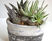 Wild Things Succulent Garden