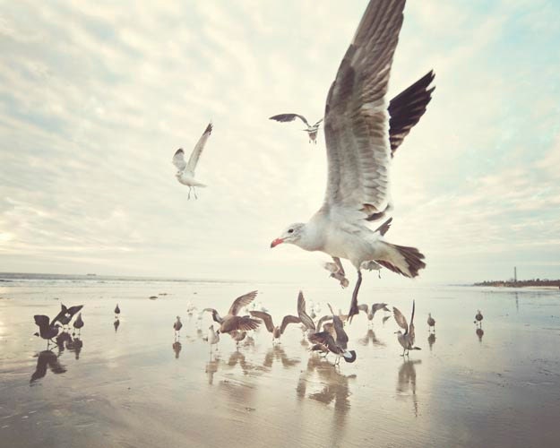 Beach Photography, Bird Photograph, Seagulls, Fly By, Feathers, Animal Photography, Retro, Summer, Coastal Decor, Gull Photograph, 8x10