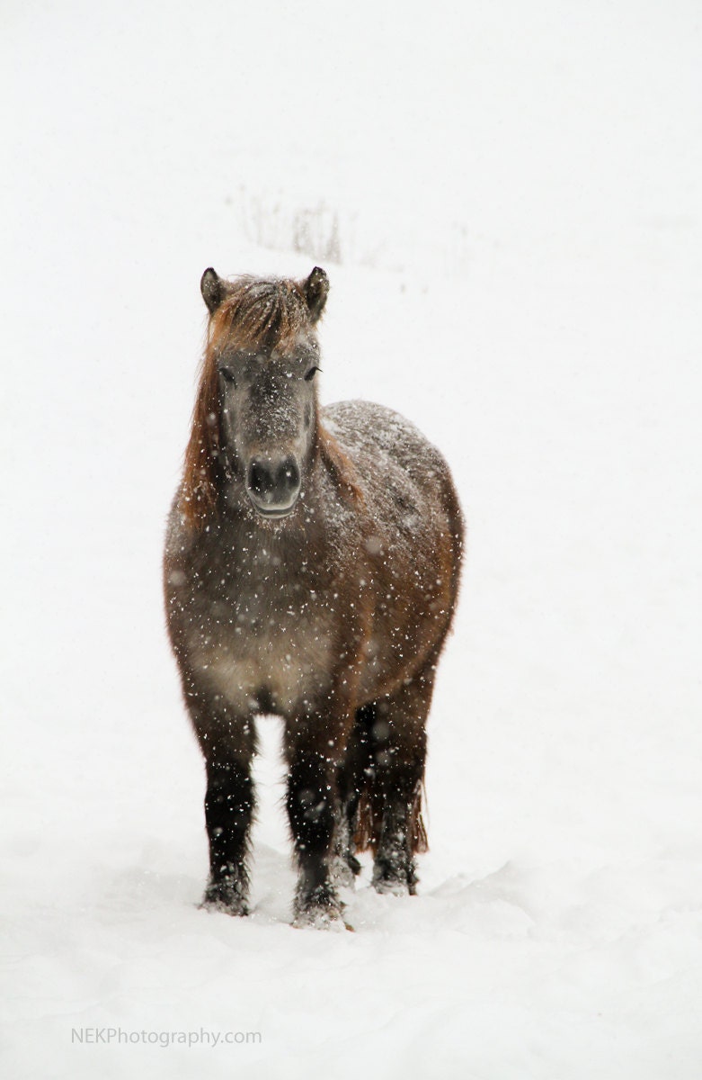 Snow Covered Horse in Detail - 8x12 Print