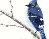 watercolor bird- Blue Jay- 8x8 print