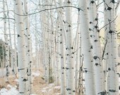 Birchwood Trees, Aspen, Travel Photography, Nature Photo, Landscape, Affordable Home Decor, Fine Art Photography, "Aspen II"