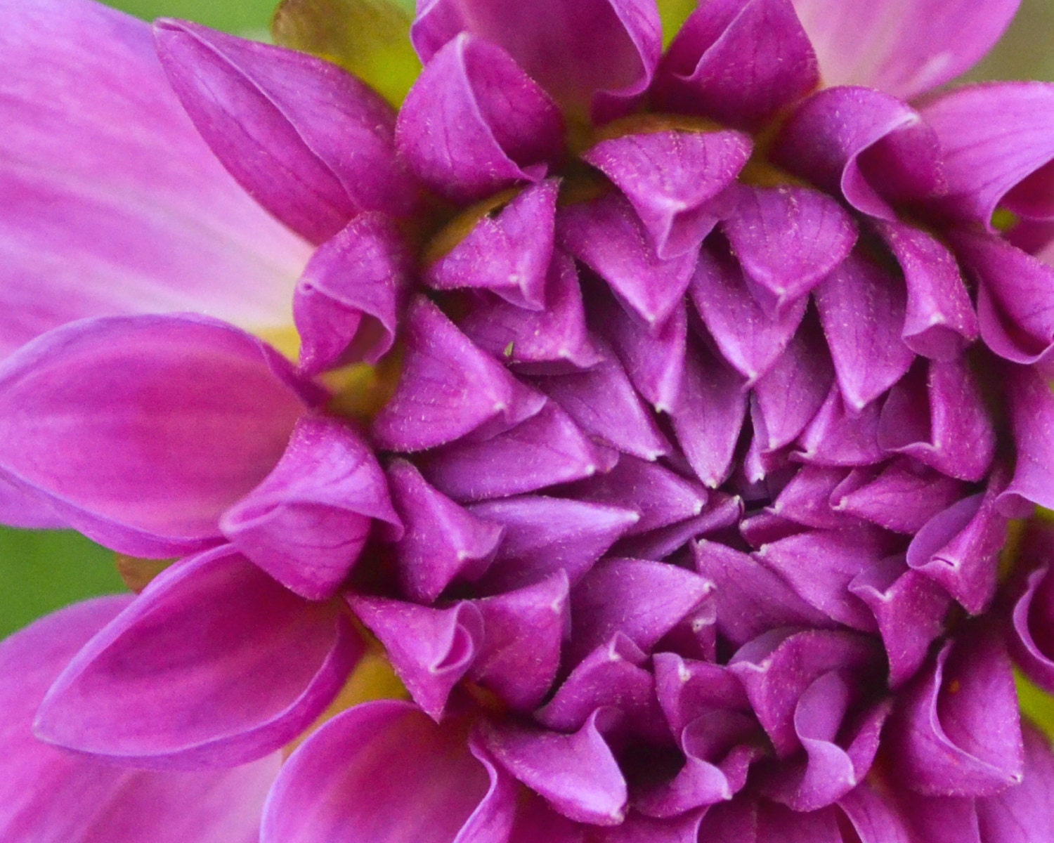 Purple Dahlia, Macro fine art photography, Vancouver, WA
