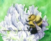 Bumblebee and white clover flower mixed media, print- "bee's knees"