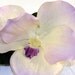 White & Purple Lavender Orchid  - VARADERO -  Tropical Flower Bridal Hair Clip Pin Accessory