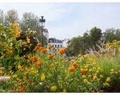 Paris floral photography - Marigolds at the Notre Dame flower gardens, Indian Summer, wall decor 8x12 Original Fine Art Photography