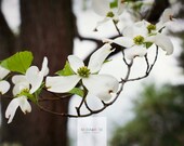 Dogwood Branch- Fine Art Photopgraphy print 5x7 by Alana Gillett- Trees Woods Branch Flowers Brown White Home Decor Wall Art - MariaRoseCollection