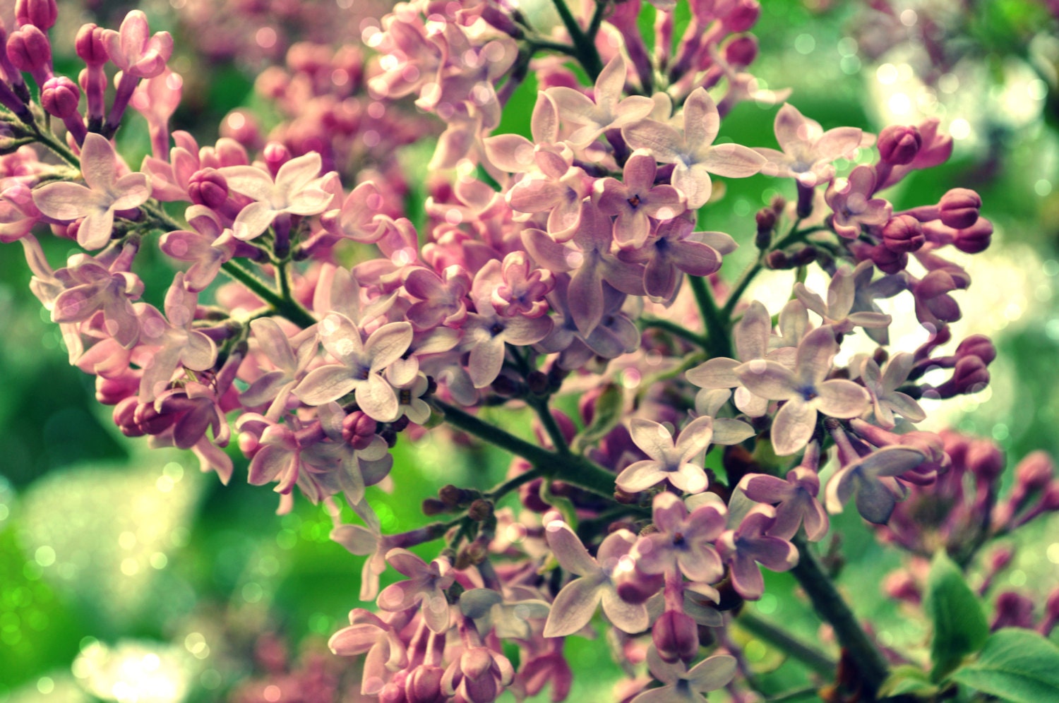 Lilac Daydreams Digital Photography Download Sparkle Floral Fine Art Photo Spring Flowers Pink - regiftstore