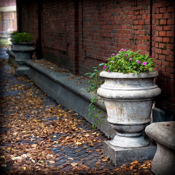 Boston Prints - Set of 4 - Little Italy - Fine art photography - garden urn, St. Francis, urban garden, cityscape, twinkle lights - Wall Art