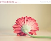 SALE 30% OFF Nature Flower Photography Gerber daisy "she's so lovely" 8x12 fine art photography pink daisy Still life Pink color