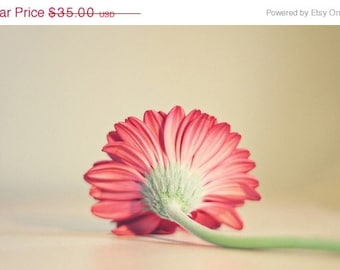 SALE 30% OFF Nature Flower Photography Gerber daisy "she's so lovely" 8x12 fine art photography pink daisy Still life Pink color