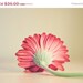 SALE 30% OFF Nature Flower Photography Gerber daisy "she's so lovely" 8x12 fine art photography pink daisy Still life Pink color