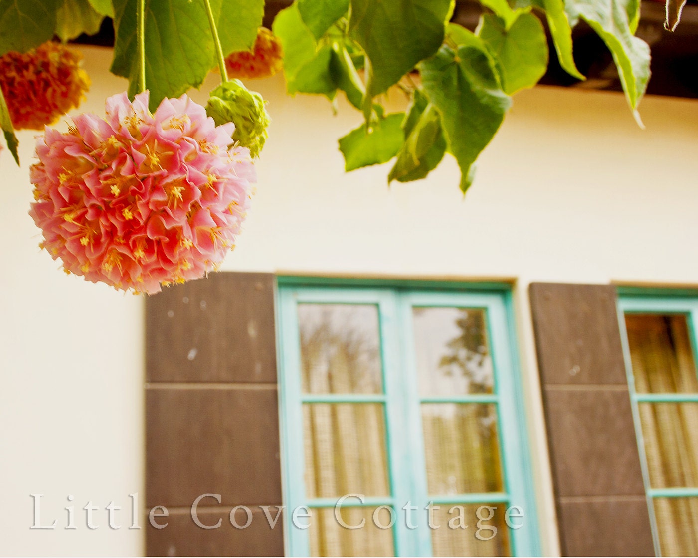 Malibu - Fine Photography - Seaside, Beach, Turquoise Windows, Pink Flower 8x10