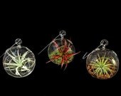 Growers Choice / Set of 3 Small Glass Terrariums with moss or bark and air plants