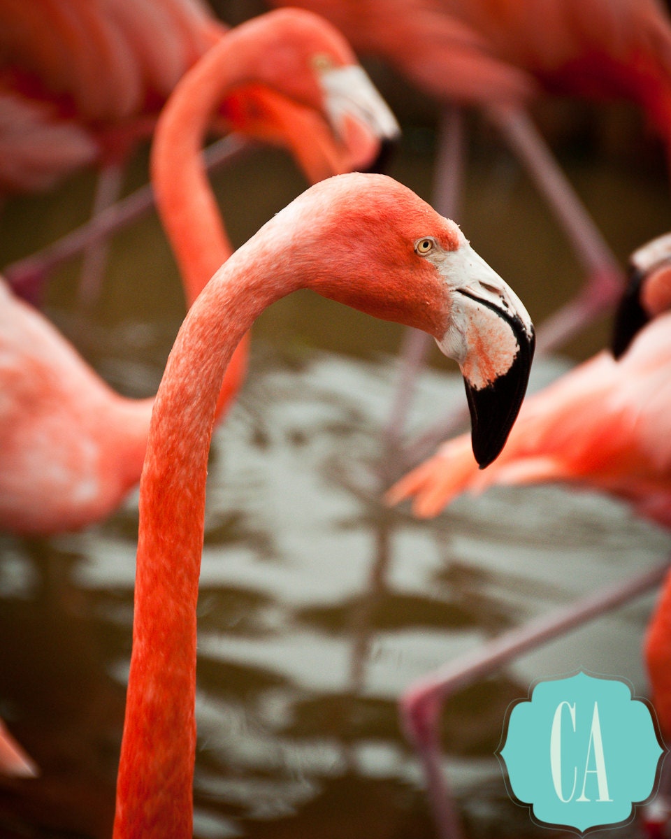Flamingo 8x10