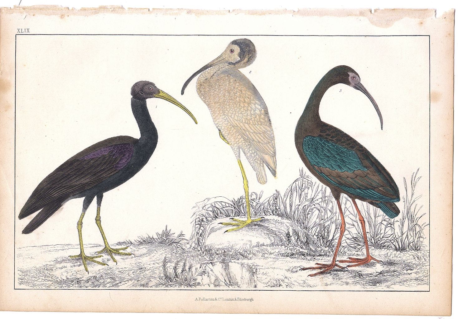 Hand Colored Engraving by Fullarton, London. Various Ibis. Ibises. Big Birds.