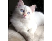 White Ragdoll Kitten, Honey, Photo, 8 x 10, "Hi, It's Me Honey." Blue Eyed White Kitten Photo, iPhone 4/4s, 5  Case/Cover, Sweet Nursery Art - LovesParisStudio