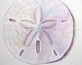 Sand Dollar Seashell Art Print Beach Shell Painting, Reproduction of Original Watercolor, Barbara Rosenzweig, Etsy, Florida Vacation