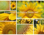 Collection of Sunflowers Wall Art 11 x 14 Color Fine Art Print