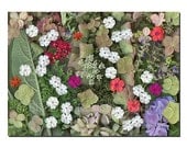 June Flowers Tapestry  Photograph 8 x 10  Hydrangea Phlox Sage Lychnis Salvia Chamycyparis photoscan