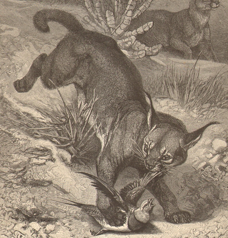 1897 Hunting Caracals, Persian Lynx, Egyptian Lynx or African Lynx Original Antique Engraving to Frame