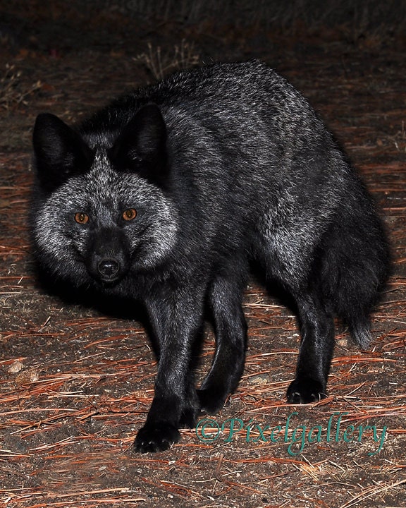 Pepper - Beautiful Rare Black Fox - 8x10 Fine Art Print