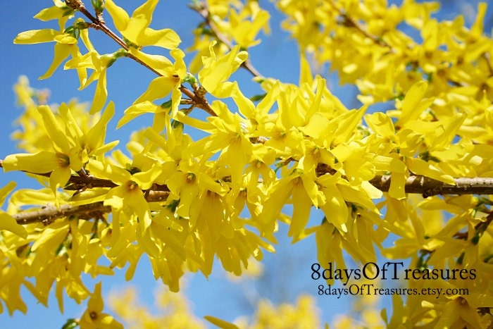 Yellow, Blue, Gold, Summer,Spring, Pastel, Blue,  Floral Photography, Floral, Summer, Nature Photography, Home Decor, Wall Decor
