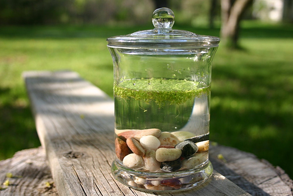 Terrarium, Duck Weed Terrarium, DIY KIT, Green, Spring, Summer, Nature, Home Decor, Woodland