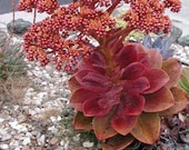 Aeonium nobile- Amazing rosettes with gigantic flower heads. Hard to find.