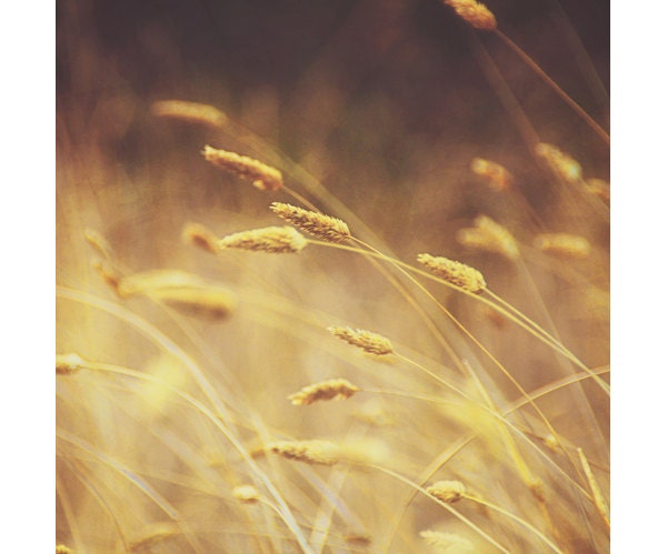Autumn photography. fall. golden. amber. brown. bronze. grass. meadow. sunset. dusk. country. rustic home decor