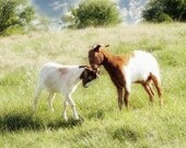 Goat Photography, Picture of Goats, Male & Female, Farm Animals, Green White Country Kitchen Wall Art, Boy's Room Decor 8x10 Print