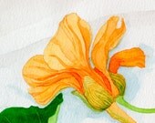 Nasturtium with leaf