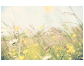 buttercup summer sun photo print - whimsical fine art nature photography, flower, grass, purple, cream, blue, afternoon - 14x11