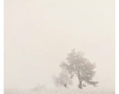 winter fog tree magic photo print - whimsical fine art nature photography, grass, tree, haunted, peace, serene, cream - 16x16
