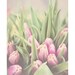 pink tulip flower color photo print - whimsical fine art still life photography, nature, bloom, petal, market, green, leaf - 14x11