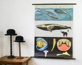 Vintage Biology Chart, Whale, Vintage Sea Life Chart