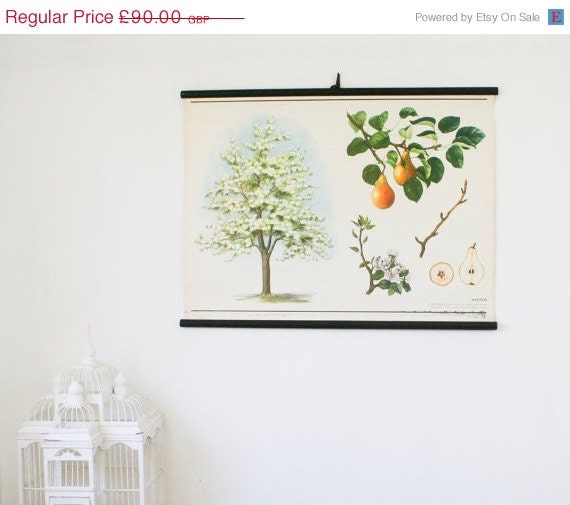 SALE Vintage White Botanical Chart, Pear Tree,  Botanical Wall Hanging