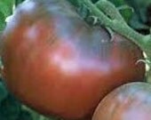 SALE Black Krim Organic Heirloom Tomato Seeds  RARE