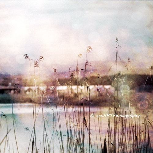 Reeds-02 Spring 8"x8" Fine Art Wall Decor Photograph For Modern Cafe Bar Pub Hotel Restaurant Nursey Home Office
