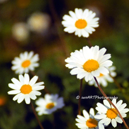 White Daisies-01 8"x8" Spring Fine Art Wall Decor Photograph For Modern Cafe Bar Pub Hotel Restaurant Nursey Home Office