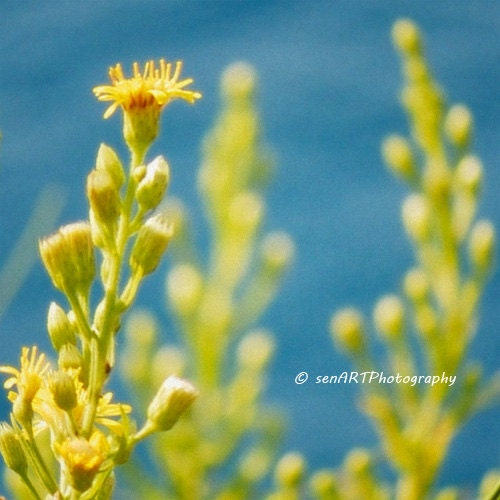 Yellow Dreams 8"x8"  Fine Art Wall Decor Photograph For Modern Cafe Bar Pub Hotel Restaurant Nursey Home Office